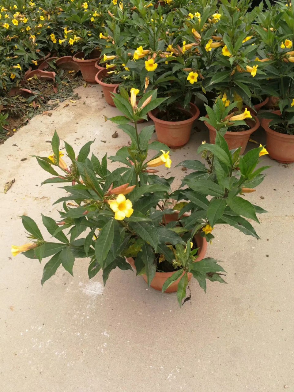 903供应硬枝黄婵4060cm高盆栽苗金蝉花