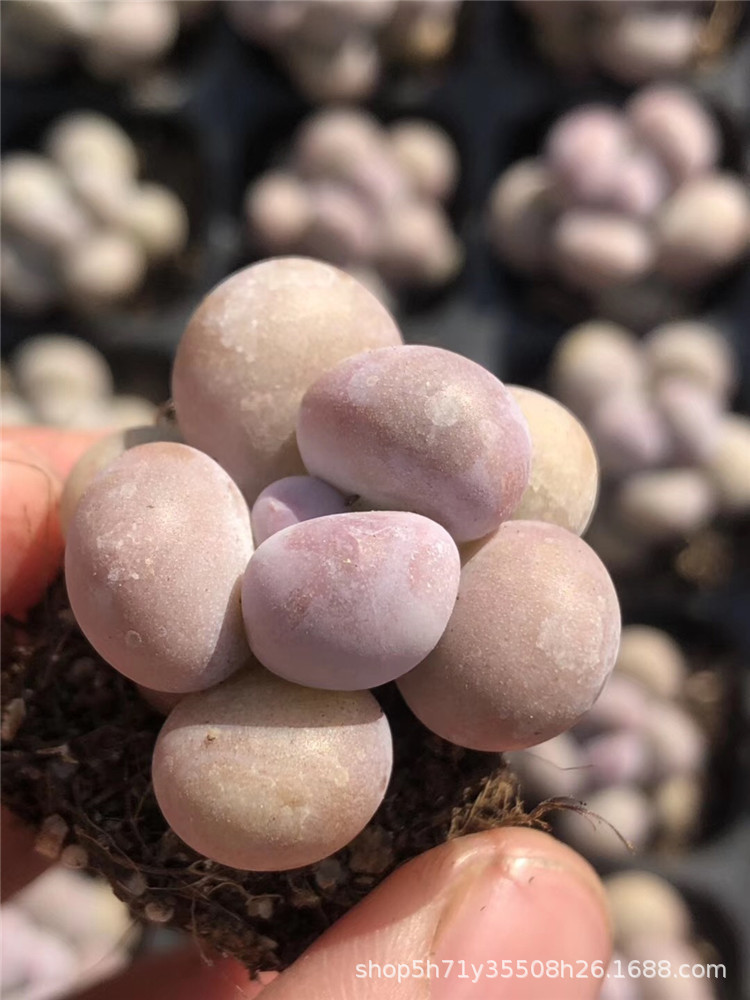 094山东大棚批发多肉盆栽品种 橙雪球小单头多肉品种状态实拍