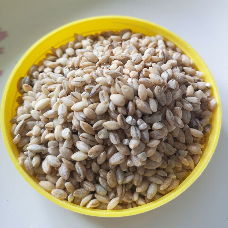 青藏高原原产白青稞米青稞仁去皮米五谷杂粮粗粮黑青稞散装批发