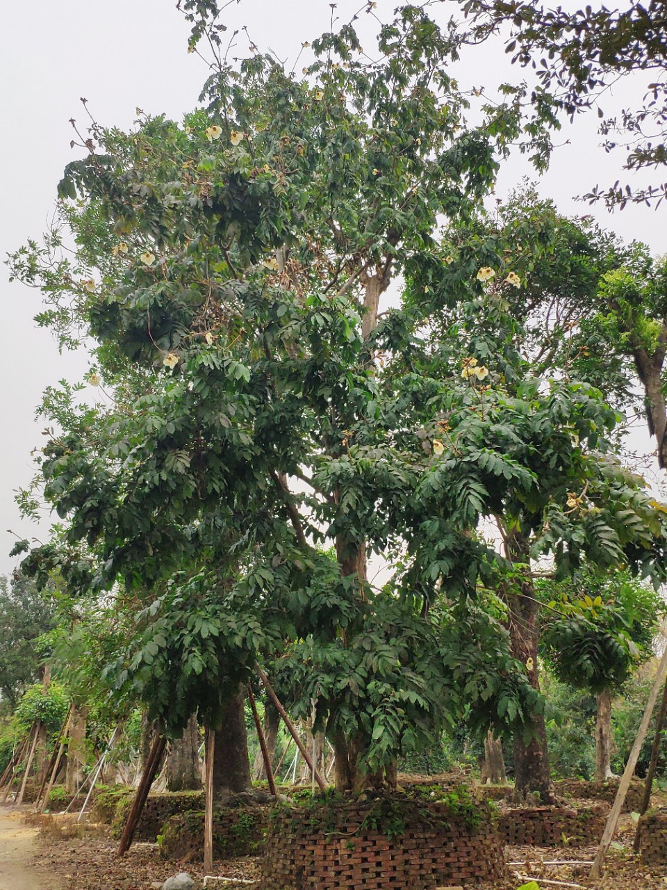 供应 猫尾木 40cm 大树 多杆 丛生 猫尾树 绿化乔木