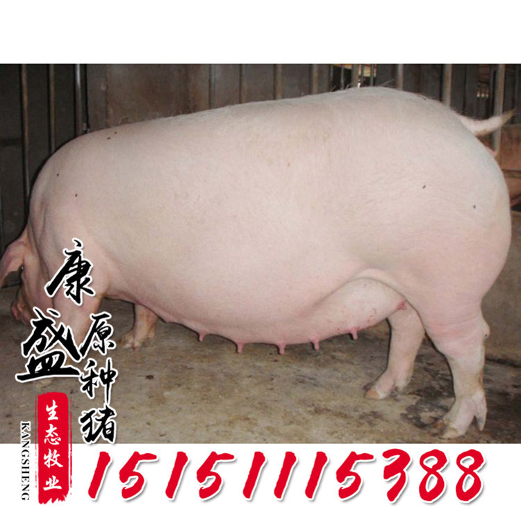 新美系二元母猪批发 纯生态藏香猪 猪苗活体台系杜洛克猪崽出售