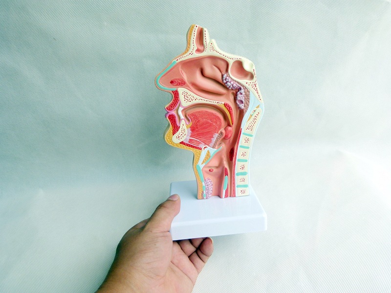 人体鼻腔口腔咽喉解剖 口鼻喉病理模型 耳鼻喉科模型 鼻部解剖