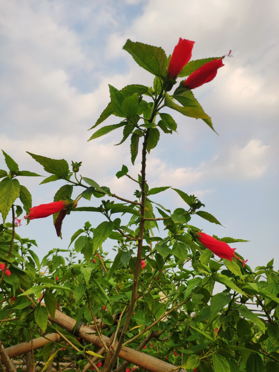 909供应 单杆 树型 吊灯花 吊钟花 3-4cm袋苗 四季开花 基地直销