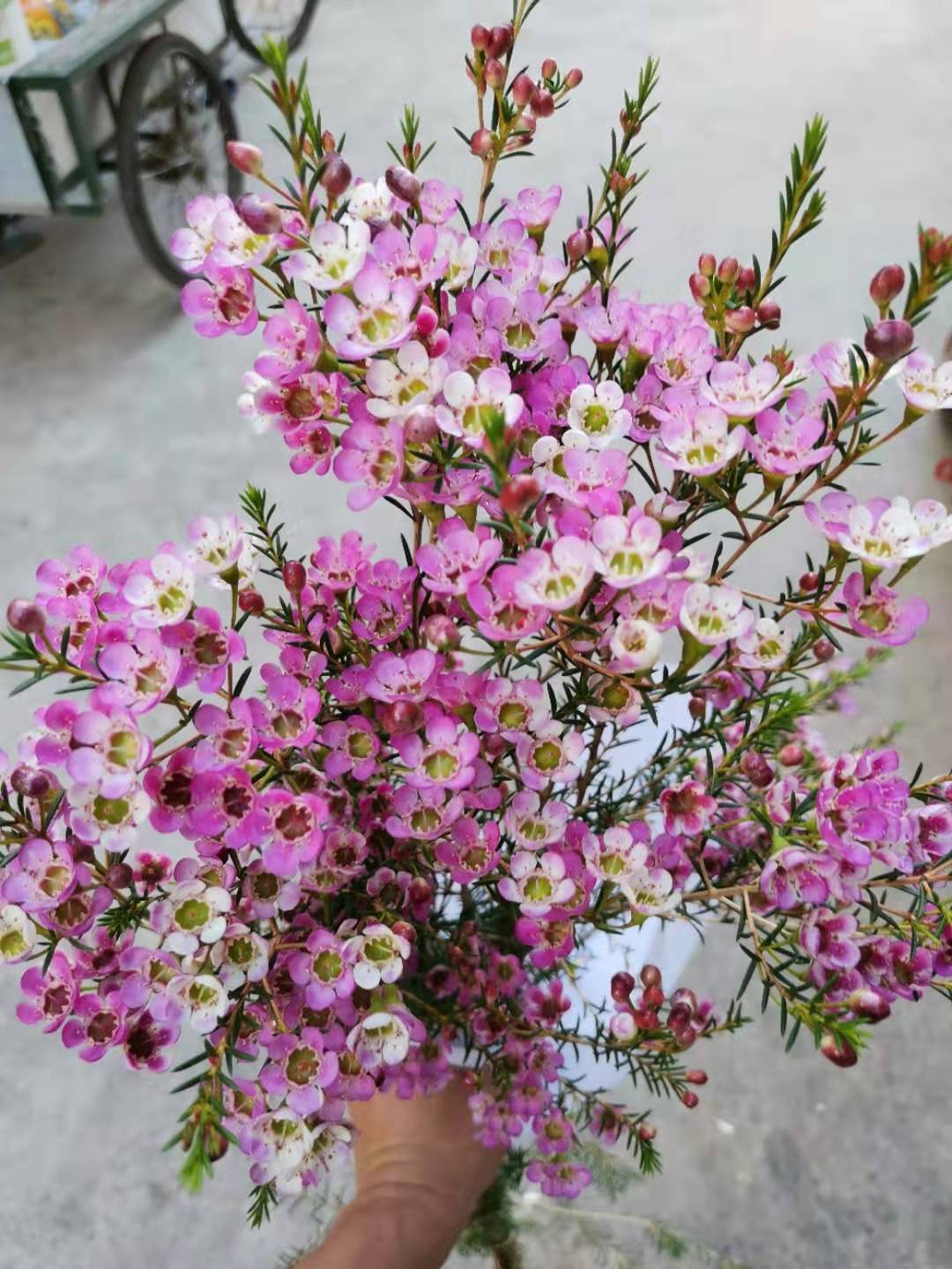 [平头腊梅]澳梅云南昆明鲜花批发斗南基地直发花店家庭装饰鲜切花