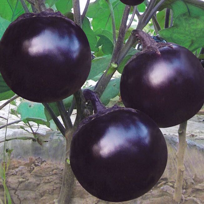 圆茄种子黑霸王圆茄种籽紫黑色早熟高产特大茄子种孑种苗四季阳台