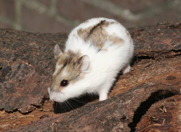 元兮仓鼠活体宠物活体宝宝花仓琥珀紫罗兰布丁银狐紫仓三线包邮