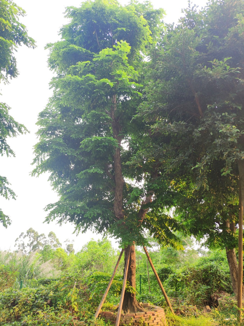 904基地直销 印度紫檀 30-50cm大树假植苗 紫檀木