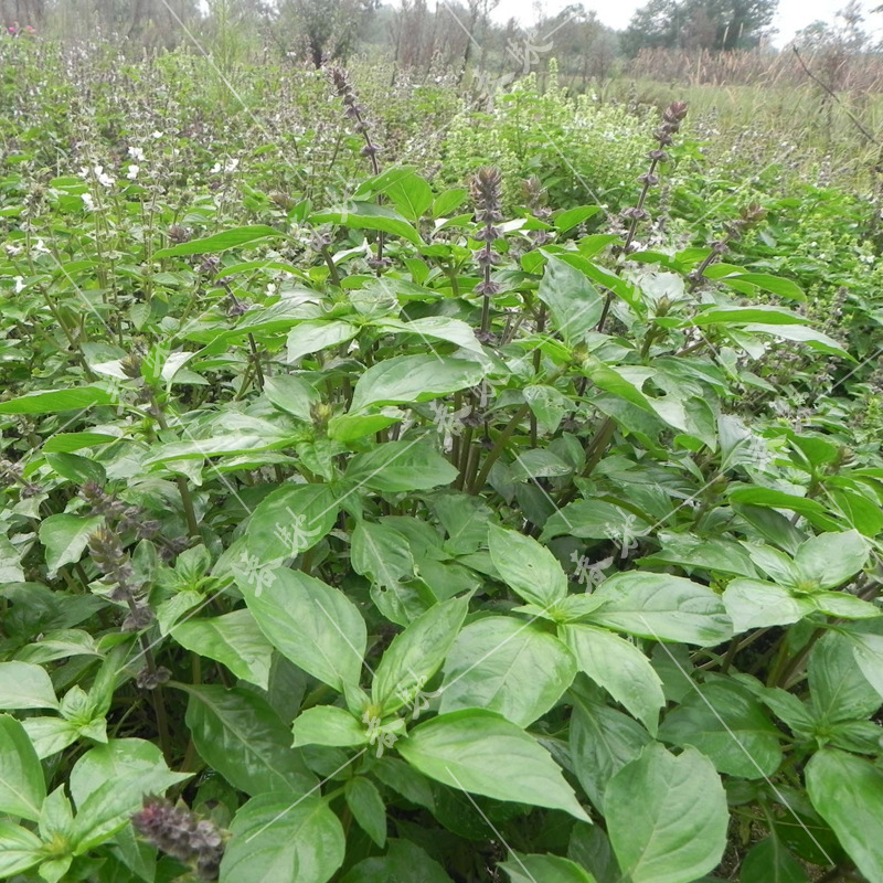 威尔种子批发 香草种子芽苗菜极香罗勒种子纸上种菜葫芦巴种子1g