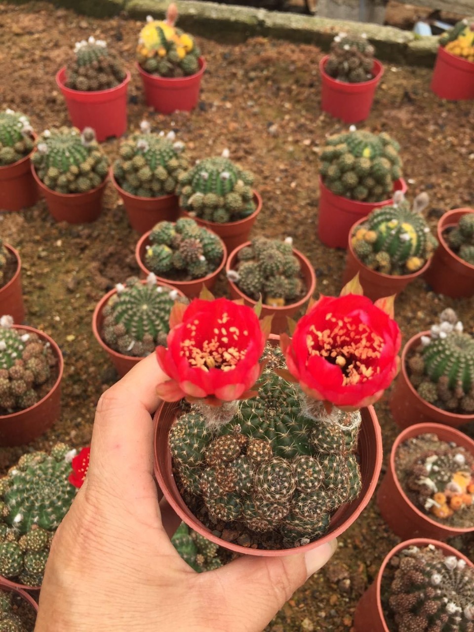 仙人球黄仙玉正在开花的仙人球一件28和35棵直径8公分左右装满箱_仙人