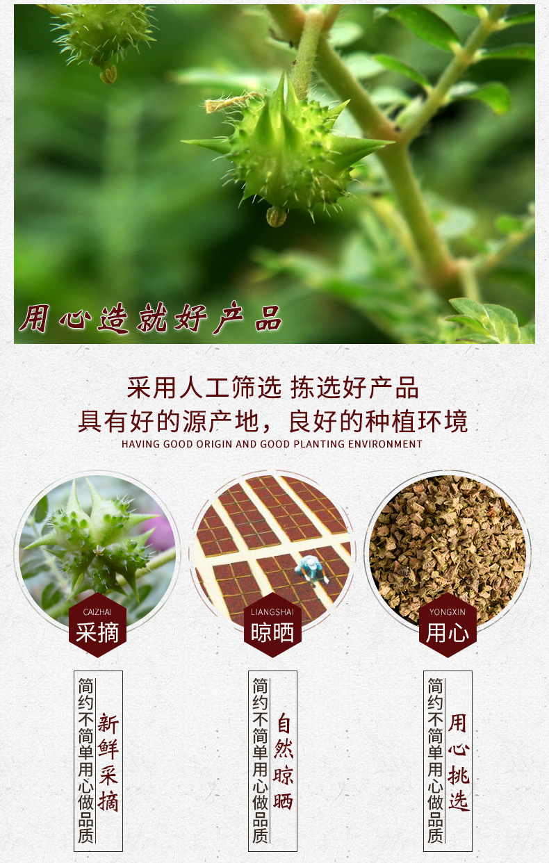 中药材批发 新货白蒺藜内蒙蒺藜 蒺藜子 物美价廉 大货批发
