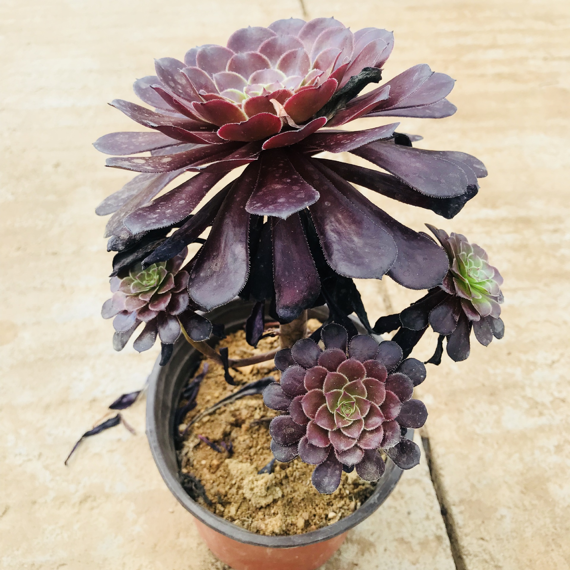 多肉法师手捧花系列铜壶法师 多肉群生老桩萌肉 室内盆栽绿植花卉