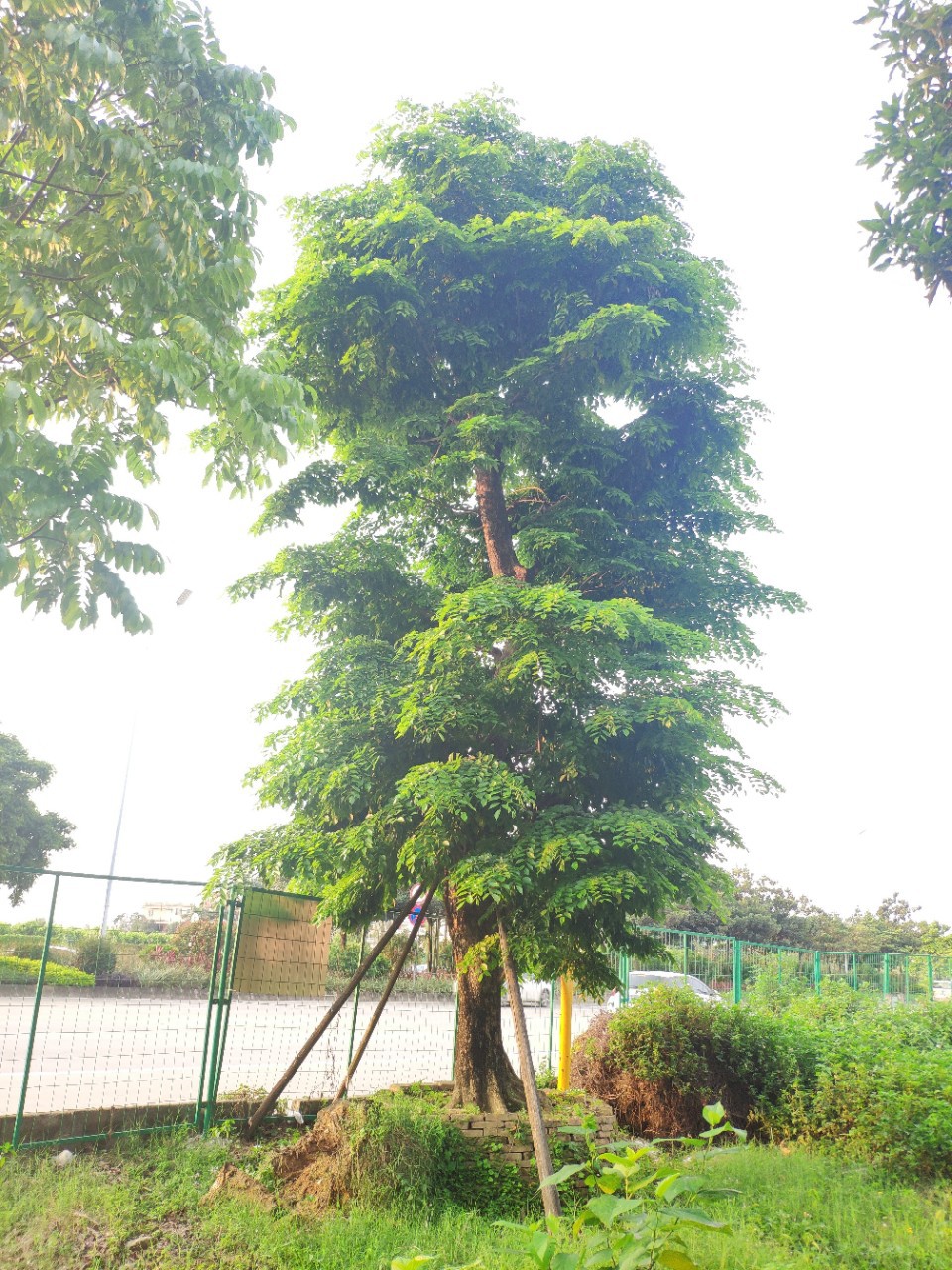 904基地直销 印度紫檀 30-50cm大树假植苗 紫檀木