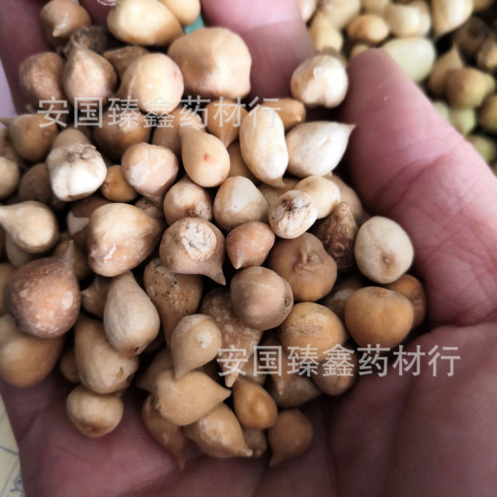 中药材山慈菇 山慈菇 冰球子 批发零售 实物拍摄