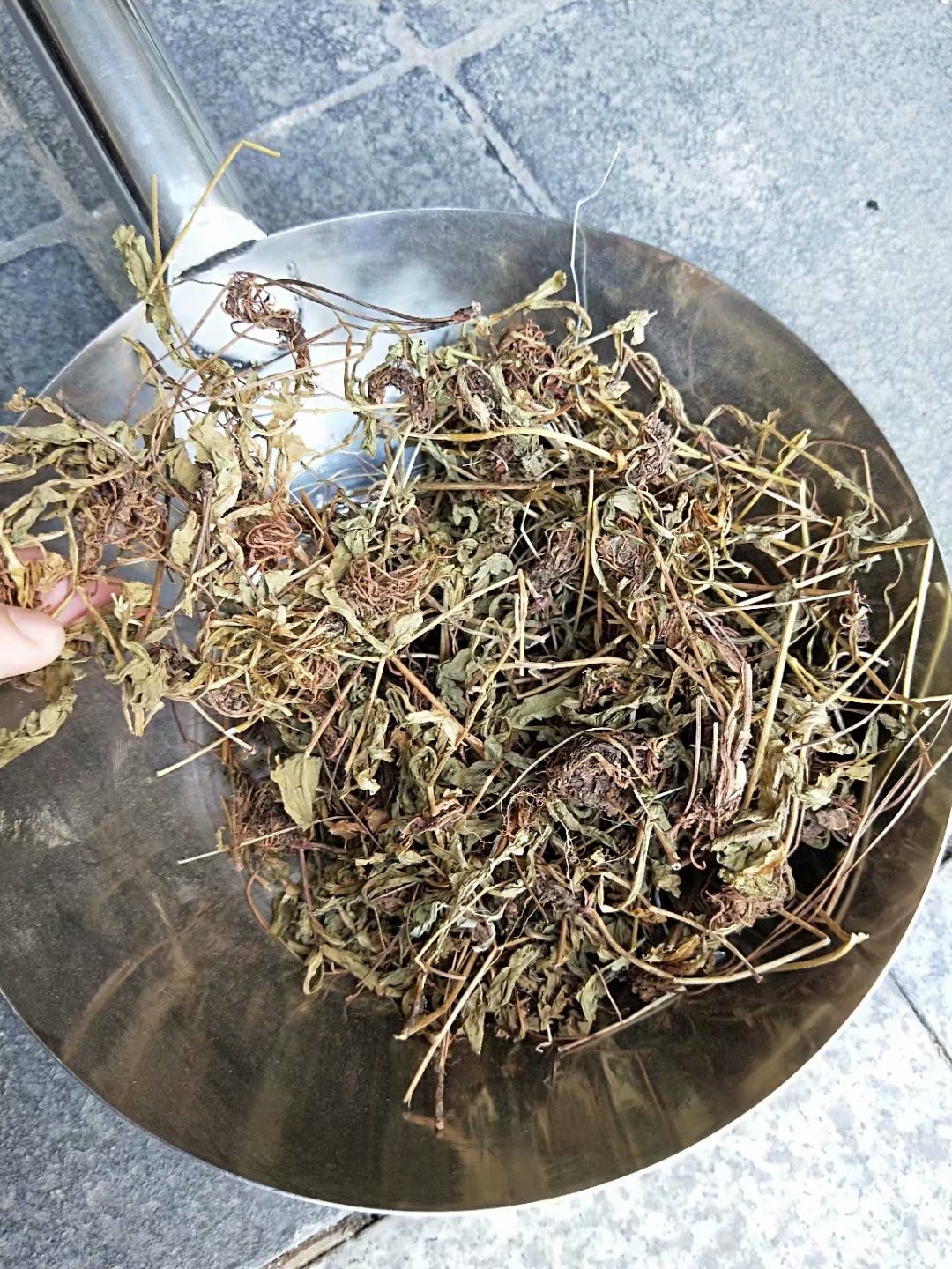 中药材灯盏草灯盏细辛