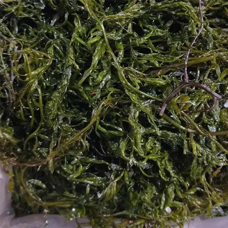 海藻 鞭炮笋 马尾藻 一件8斤/包邮 盐渍海草 火锅串串 麻辣烫食材