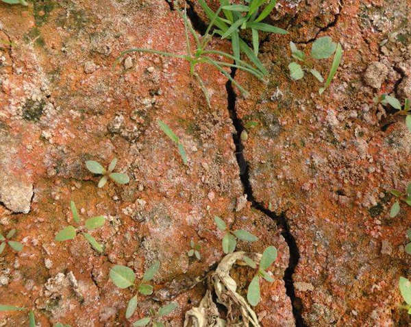 土壤板结严重有好办法吗?