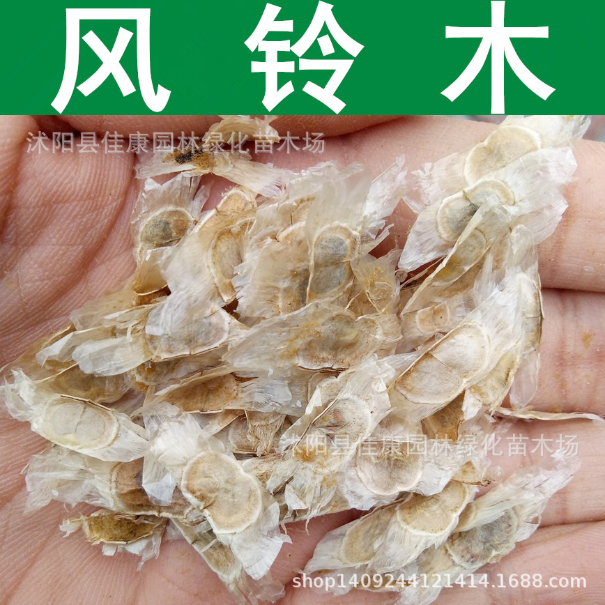 林木种子风铃木种子黄金风铃木树黄花风铃木种子1件1斤