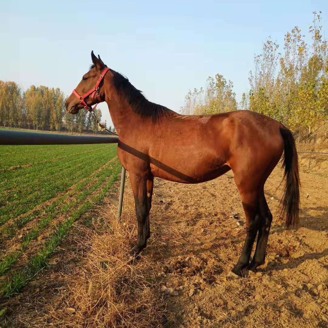 山东养马场乘骑马 阿拉伯马跑乘价格 小马驹多少钱