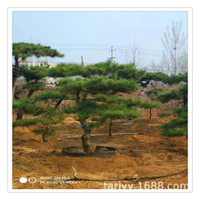 青岛出售 造型景松价格  大盆景松 园林造型 油松黑松