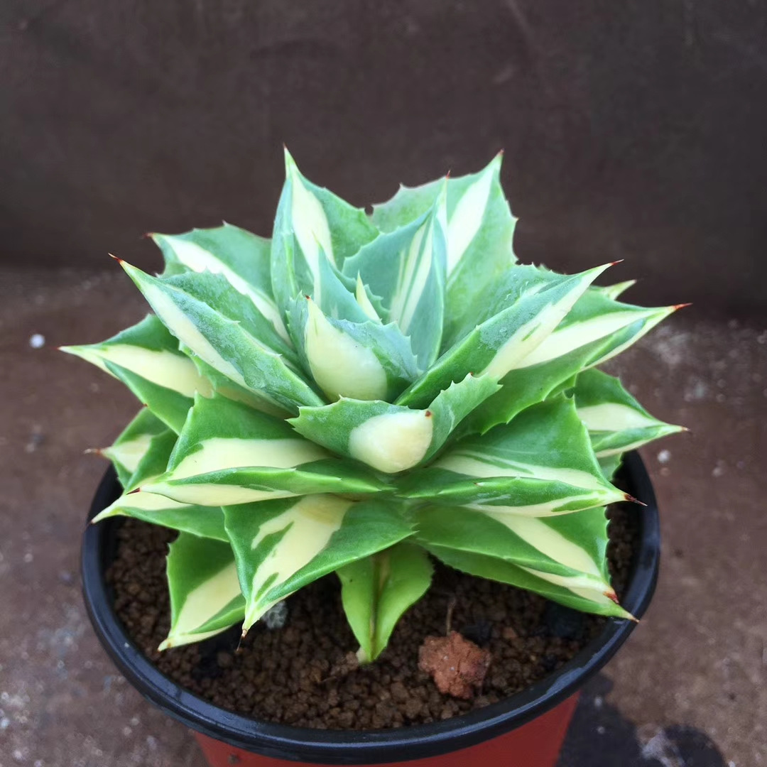 王妃雷神黄中斑 龙舌兰 盆栽多肉花卉植物雷神锦 王妃雷神锦