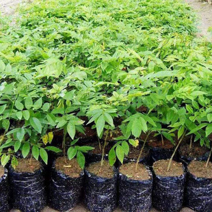 正宗海南黄花梨树苗珍惜名贵红木降香黄檀小苗别墅庭院绿植降香木