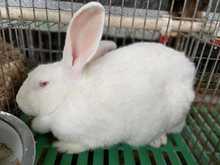 批发肉兔 出售白色新西兰活体兔教技术好养活