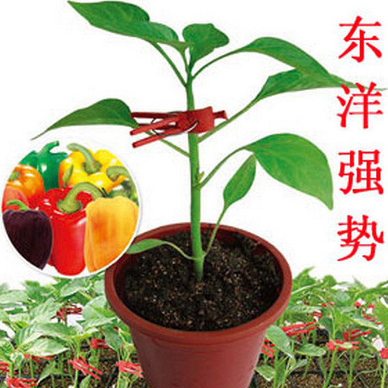 国外引进杂交砧木东洋强势f1辣椒嫁接专用砧木抗病1000粒蔬菜种孑