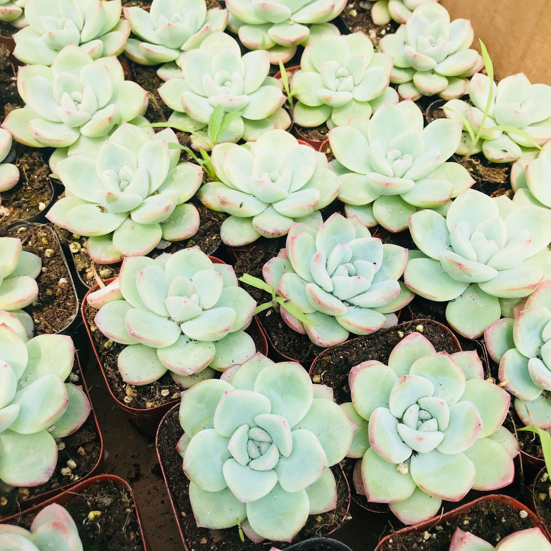 批发多肉花卉绿植盆栽组合花 轰动多肉 办公课桌摆件diy萌肉轰动