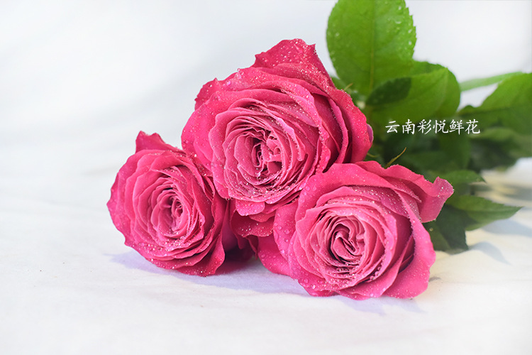 [长相思]云南基地批发鲜切花 爱情玫瑰花婚庆装饰节日鲜花