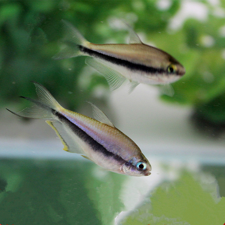 蓝帝王灯鱼活体 蓝帝灯 小型灯科鱼草缸群游热带观赏鱼淡水鱼批发