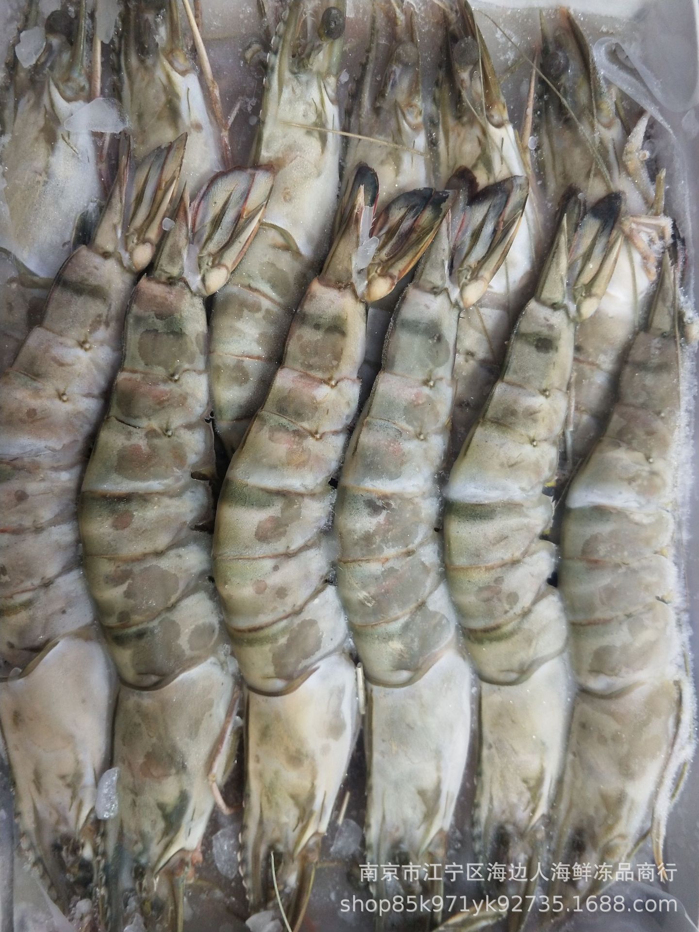 厂家促销批发活鲜冻大对虾活冻鲜大虾活冻大明虾鲜冻草虾