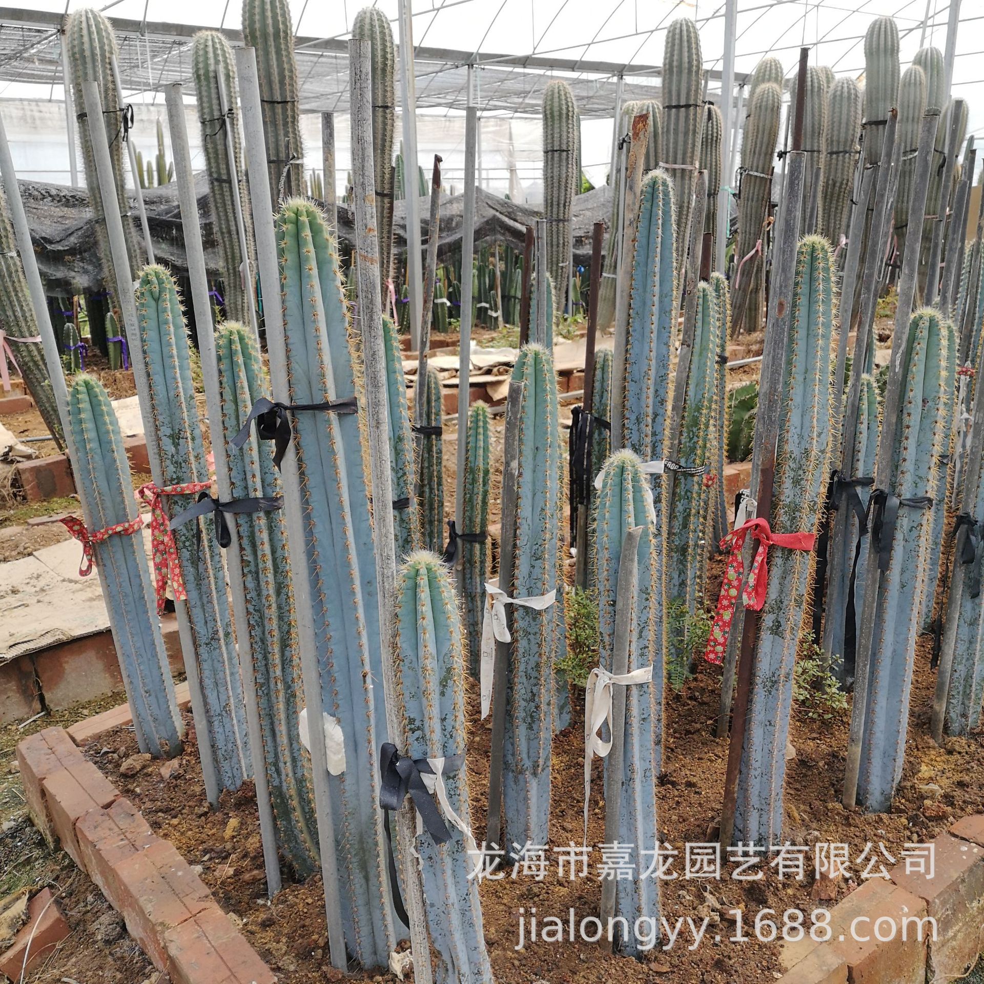 蓝柱 蓝色仙人柱 50公分 沙生墨西哥蓝色仙人掌 沙漠多浆仙人柱