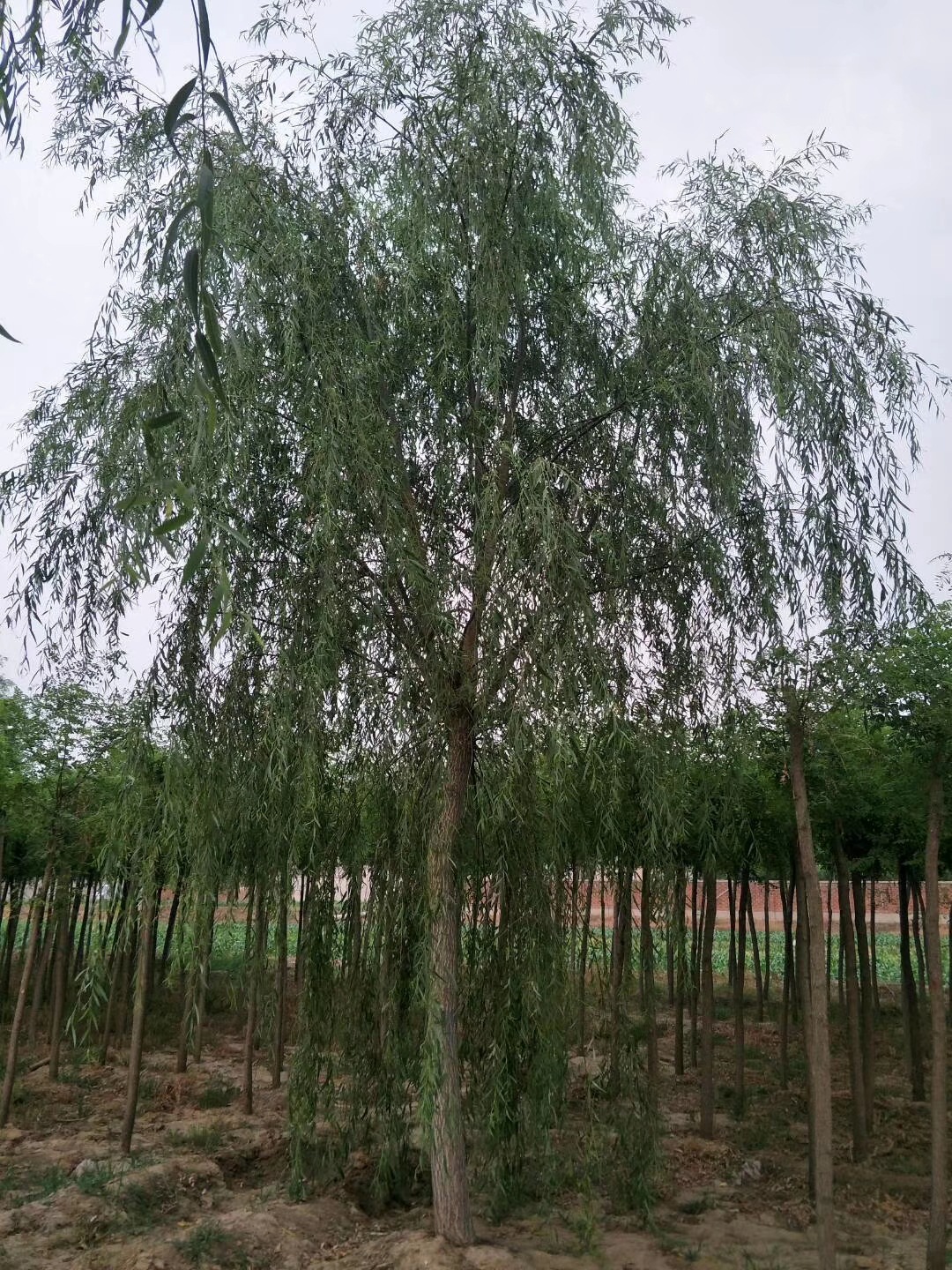 庭荫树垂柳批发 嫁接垂柳15-18公分冠幅大