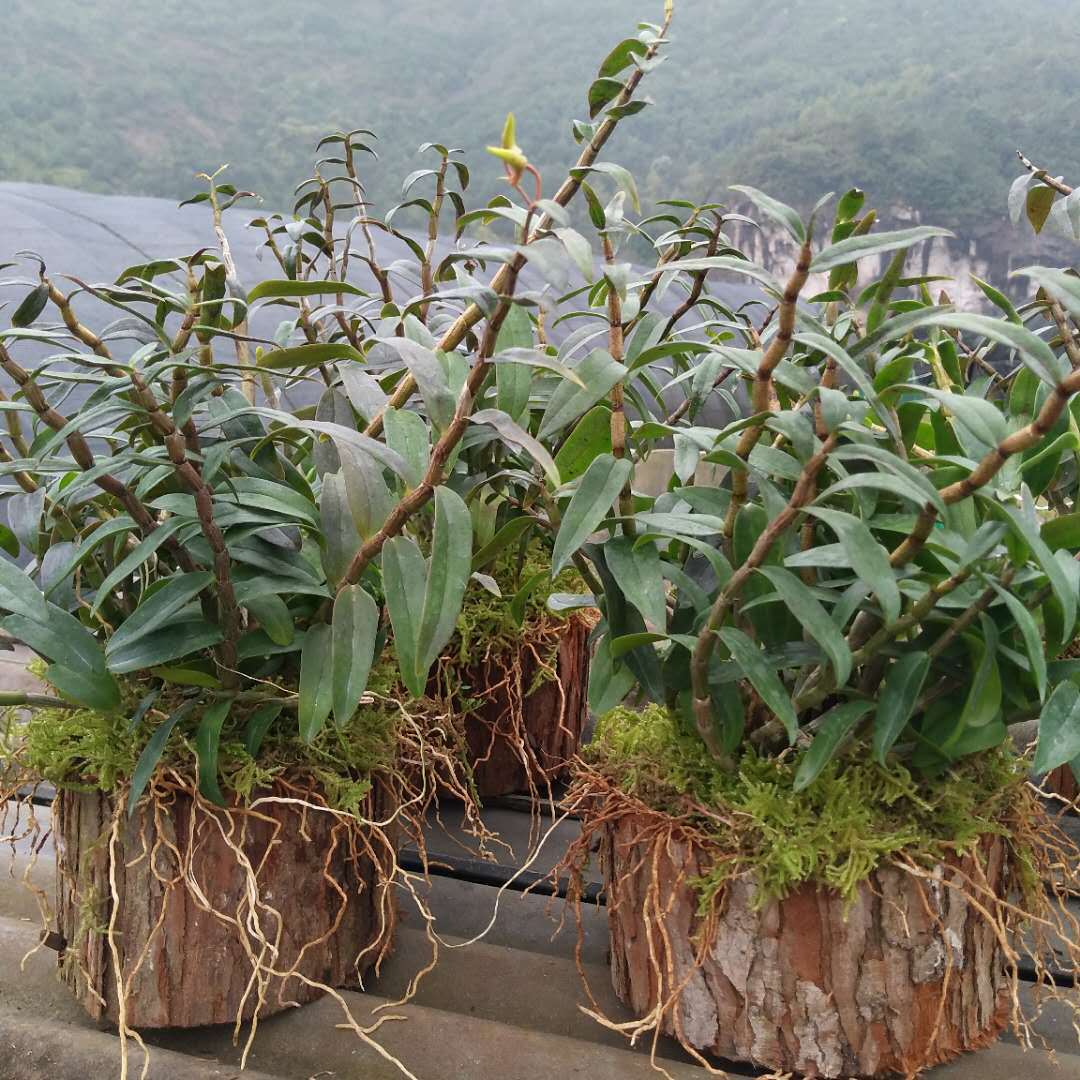 真正活的木桩盆栽 浙江乐清雁荡山铁皮石斛种植盆景 铁皮石斛盆栽