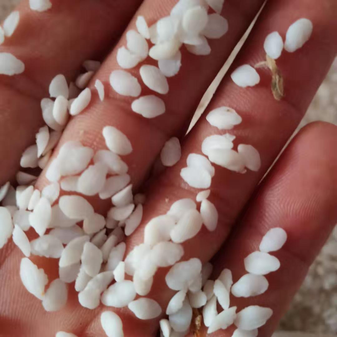 鱼脑石 中药材 鱼枕骨 鱼枕石 实图 鱼脑石粉 矿石批发 一件代发