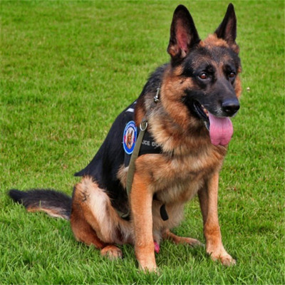 幼年中型犬护卫犬边牧狗狗 家养宠物边境牧羊犬宠物活体幼犬图