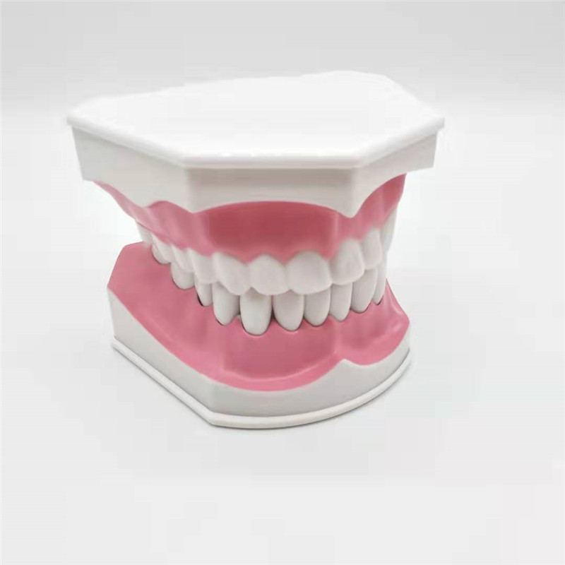 牙科儿童早教刷牙模型两倍大可拆卸模型幼儿口腔教学模型齿科材料
