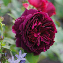 紫黑色浓香月季曼斯特黑伍德庭院芳香花园阳台玫瑰室内外花卉绿植