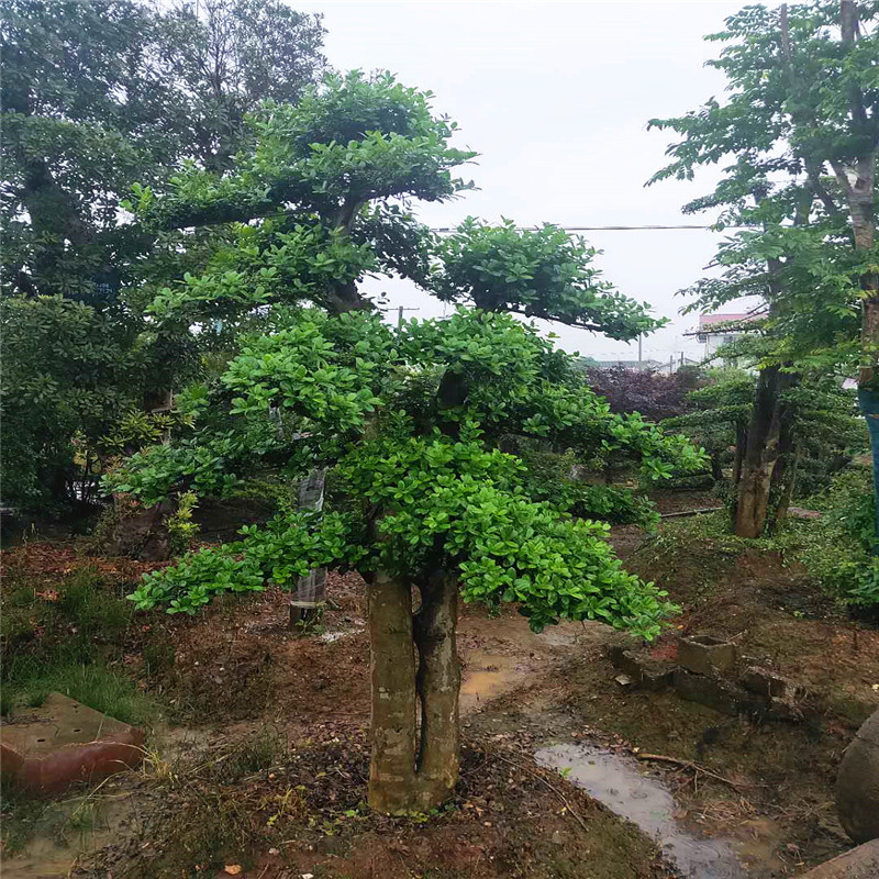 湖南无刺枸骨 造型树 无刺枸骨桩景又名鸿运果 多杆 单杆造型优美