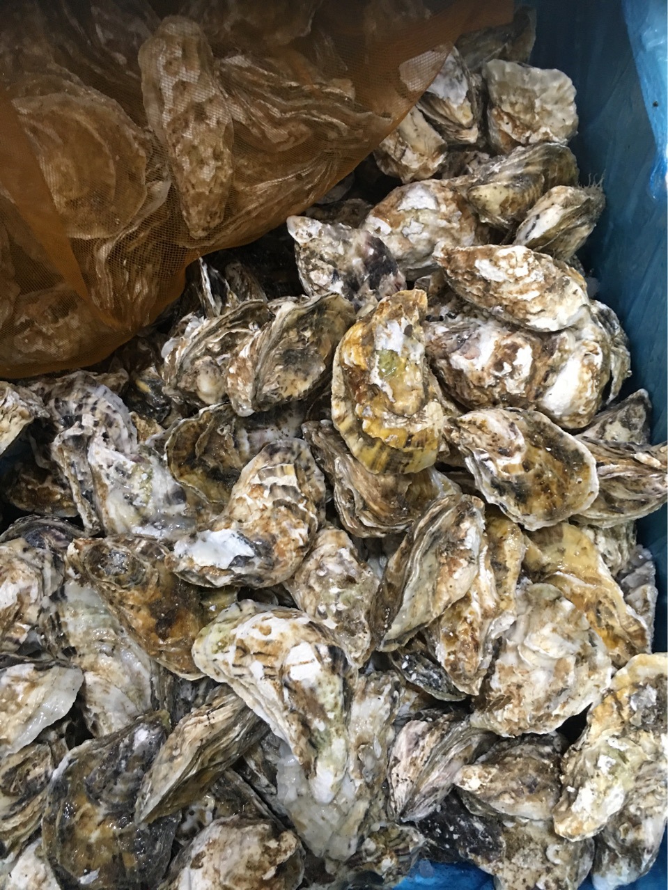 鲜活生蚝 法国吉拉朵 活生蚝 3两每只 5只起卖