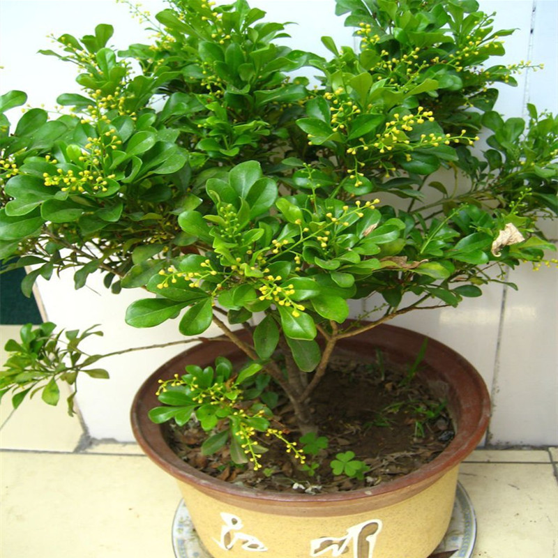 花盆景植物米兰花盆栽 室内客厅绿植盆栽 驱蚊子四季常青花卉植株