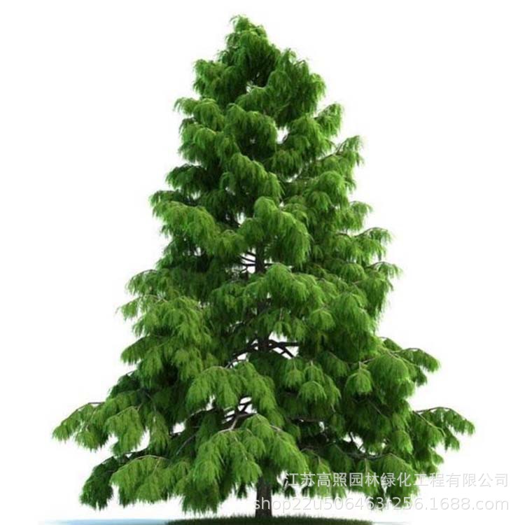 常色叶宝塔形雪松树苗 湿地绿化圣诞树苗 庭院绿化工程迎客松苗木