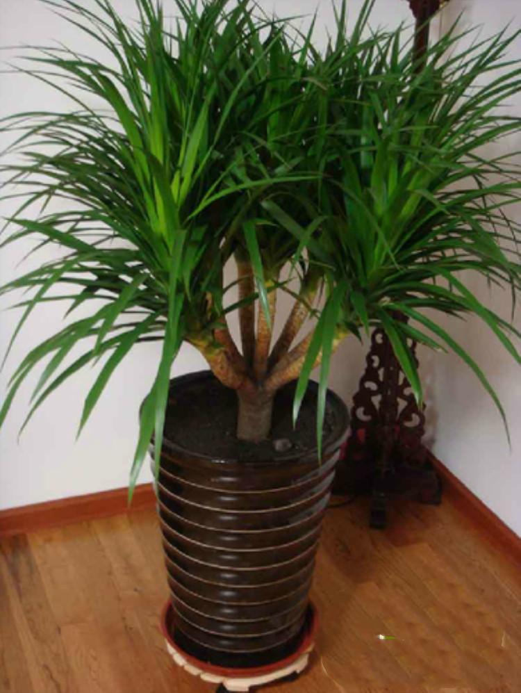 批发多头龙须树龙血树龙铁树室内客厅四季常青大盆栽绿植花卉盆景