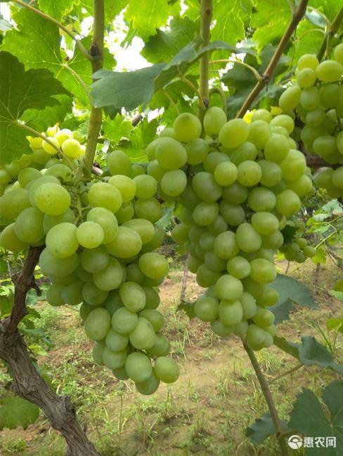 供应穗大 粒大 糖度高 抗病 中晚熟 醉金香葡萄苗 优质脱毒葡萄苗