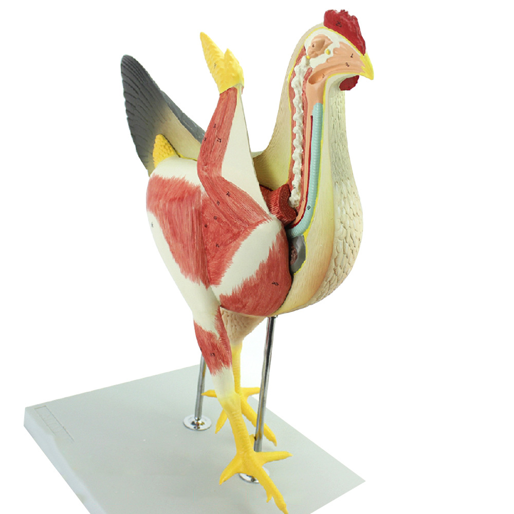 母鸡解剖模型 畜牧器官内脏肌肉神经家禽畜兽医学习动物解剖动物