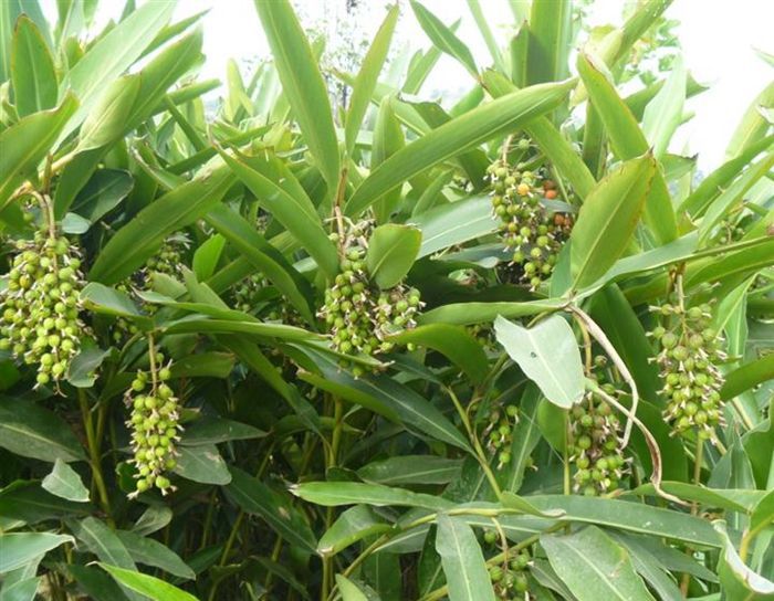 砂仁提取物10:1 砂仁粉 小豆蔻提取物 缩砂仁提取物 500克装