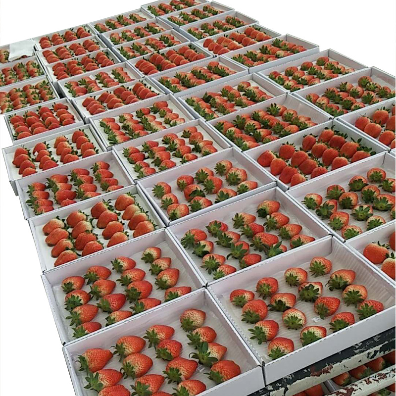 厂家直供草莓托海绵垫 方形水果海绵垫 白色打孔海绵托盘