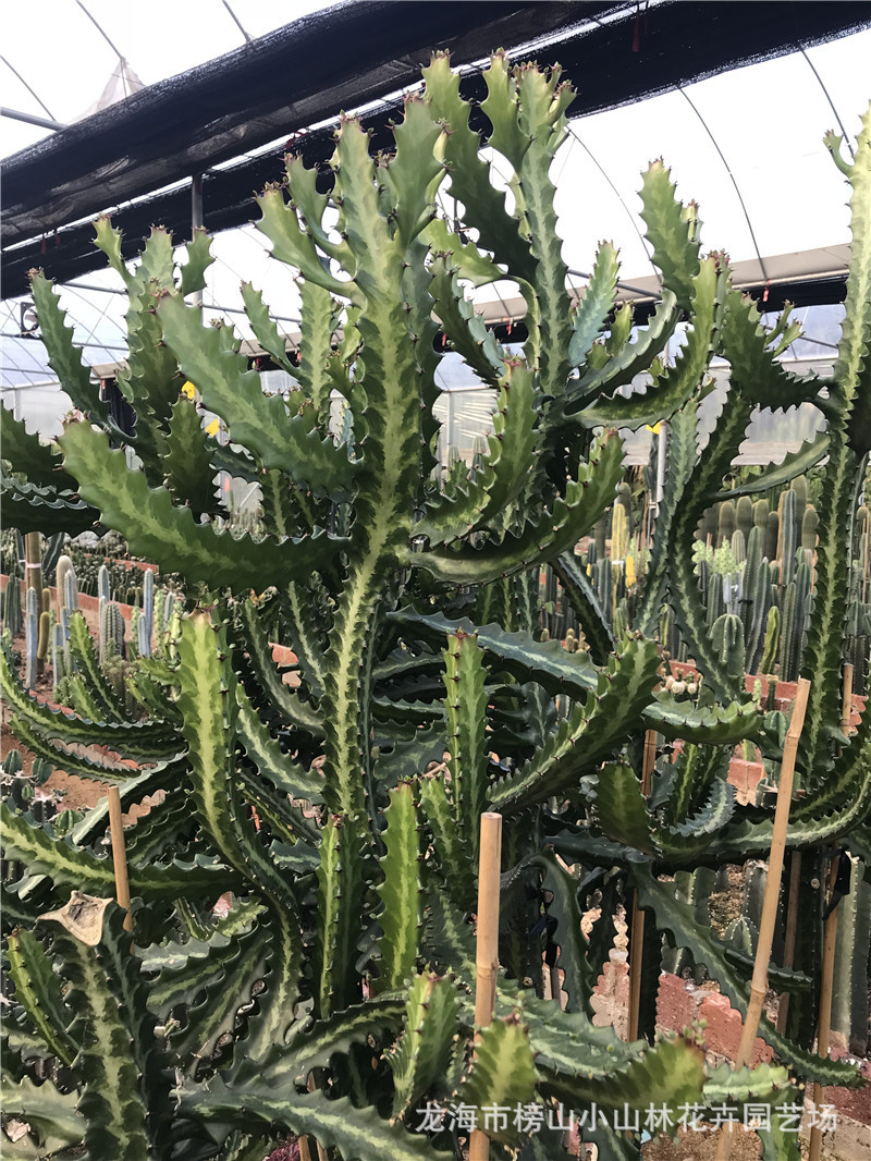 大戟科属多肉植物仙人掌批发 帝锦 龙骨类仙人柱大型沙漠沙生植物