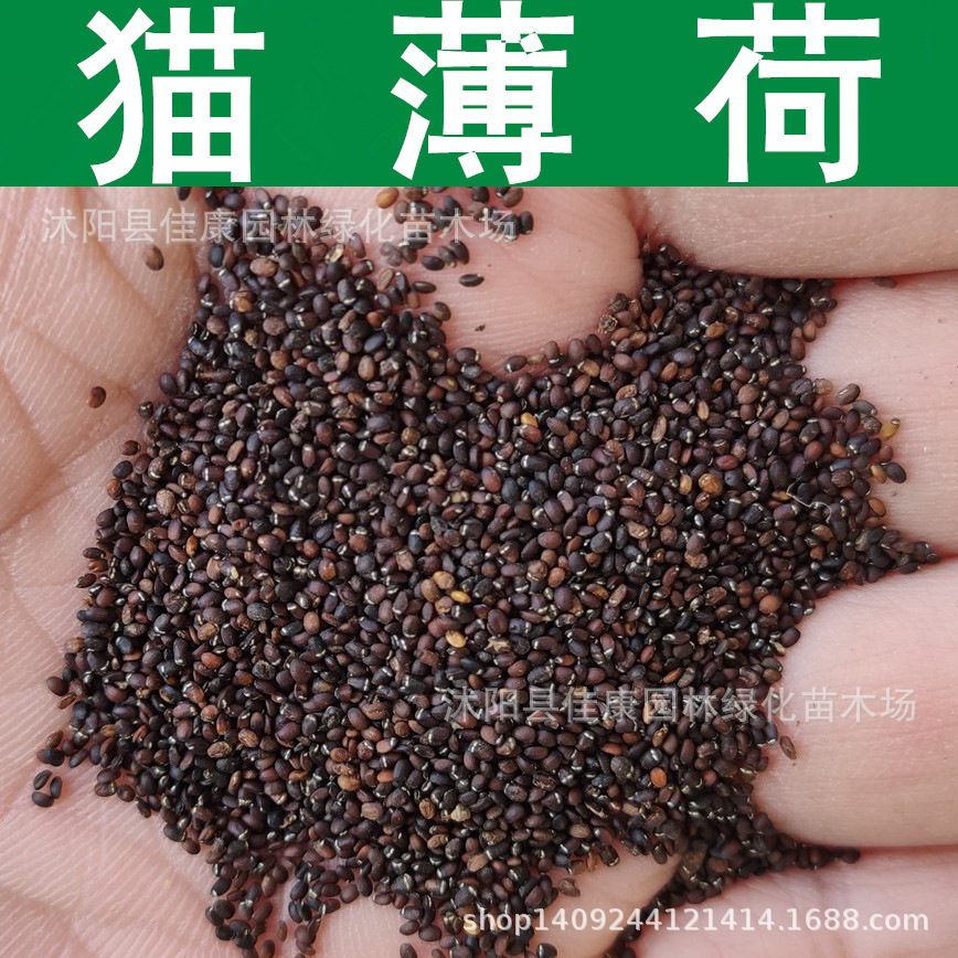 草花种子猫薄荷种子猫草樟脑草种子小薄荷土荆芥籽1件1斤