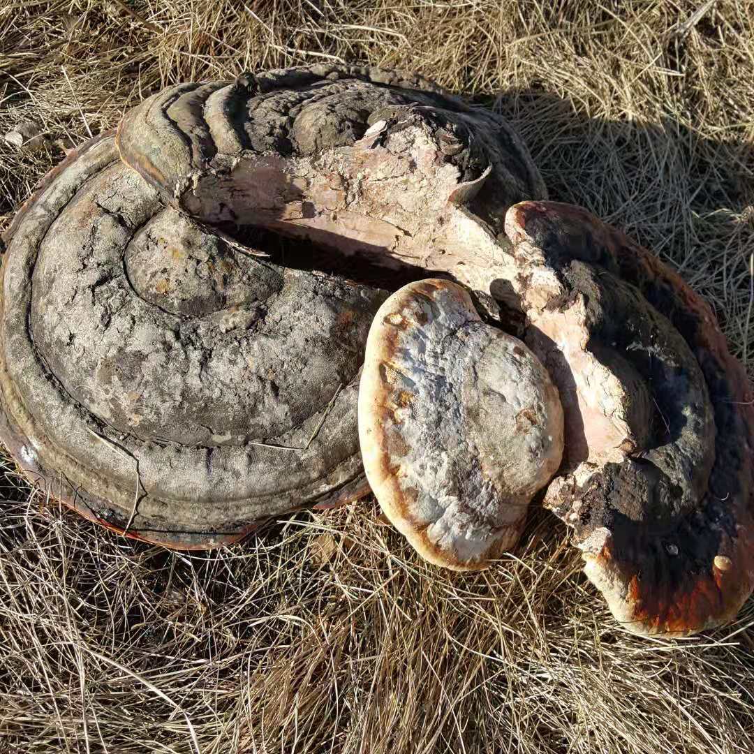 大兴安岭地区野生灵芝红缘层孔菌树舌松生赤无柄500g新货-阿里巴巴